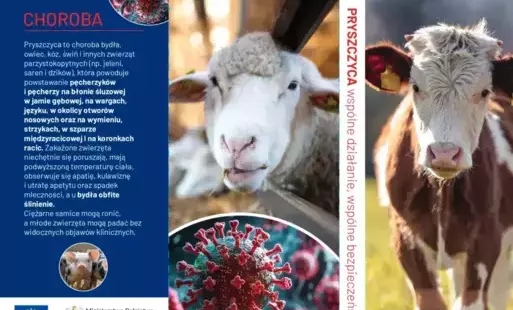 Zdjęcie do Pryszczyca - prewencja i zapobieganie chorobie zwierząt parzystokopytnych