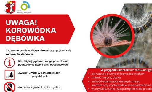 Zdjęcie do Uwaga mieszkańcy Powiatu Aleksandrowskiego &ndash; Korow&oacute;dka dęb&oacute;wka 